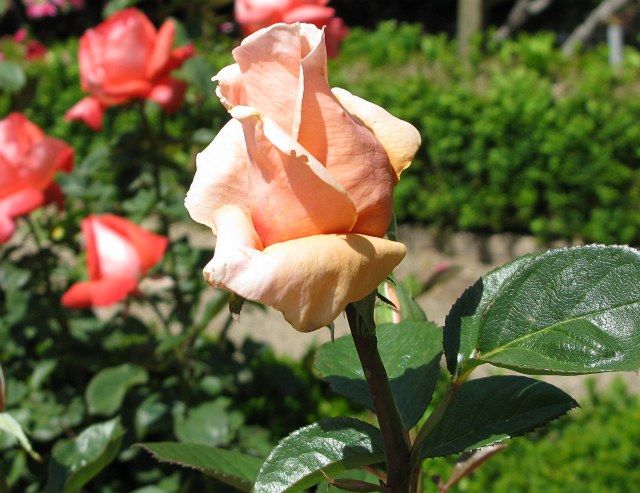  photo AbbayedeClunyatfiloliIMG_1040lgflowBrigadoon640wide_zps4b81b28b.jpg